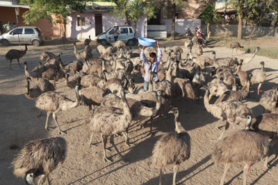 Manufacturers Exporters and Wholesale Suppliers of Emu Adult breeders Vadodara Gujarat